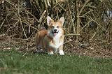 CORGI PEMBROKE 825